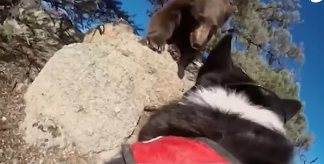 Vídeo: cachorros botam urso ‘para correr’ nos Estados Unidos