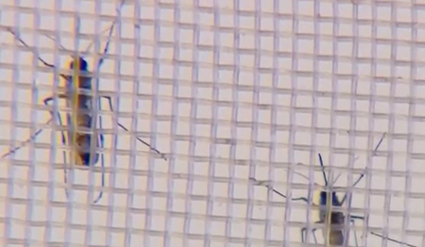 Pesquisa da USP desenvolve ‘vacina inteligente’ contra a chikungunya