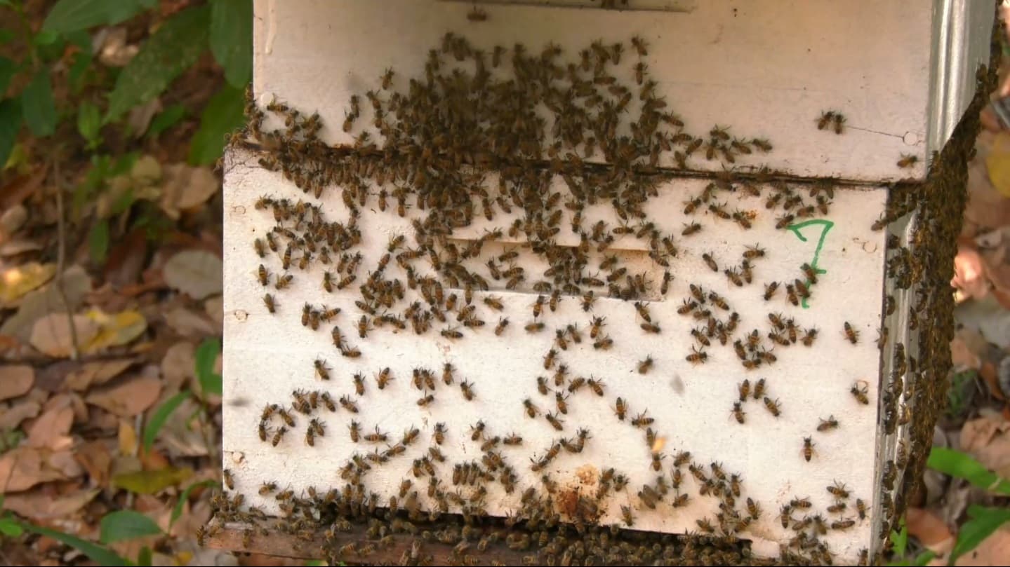 Agro Record: por dentro da apicultura no Sítio Ilha do Fundão