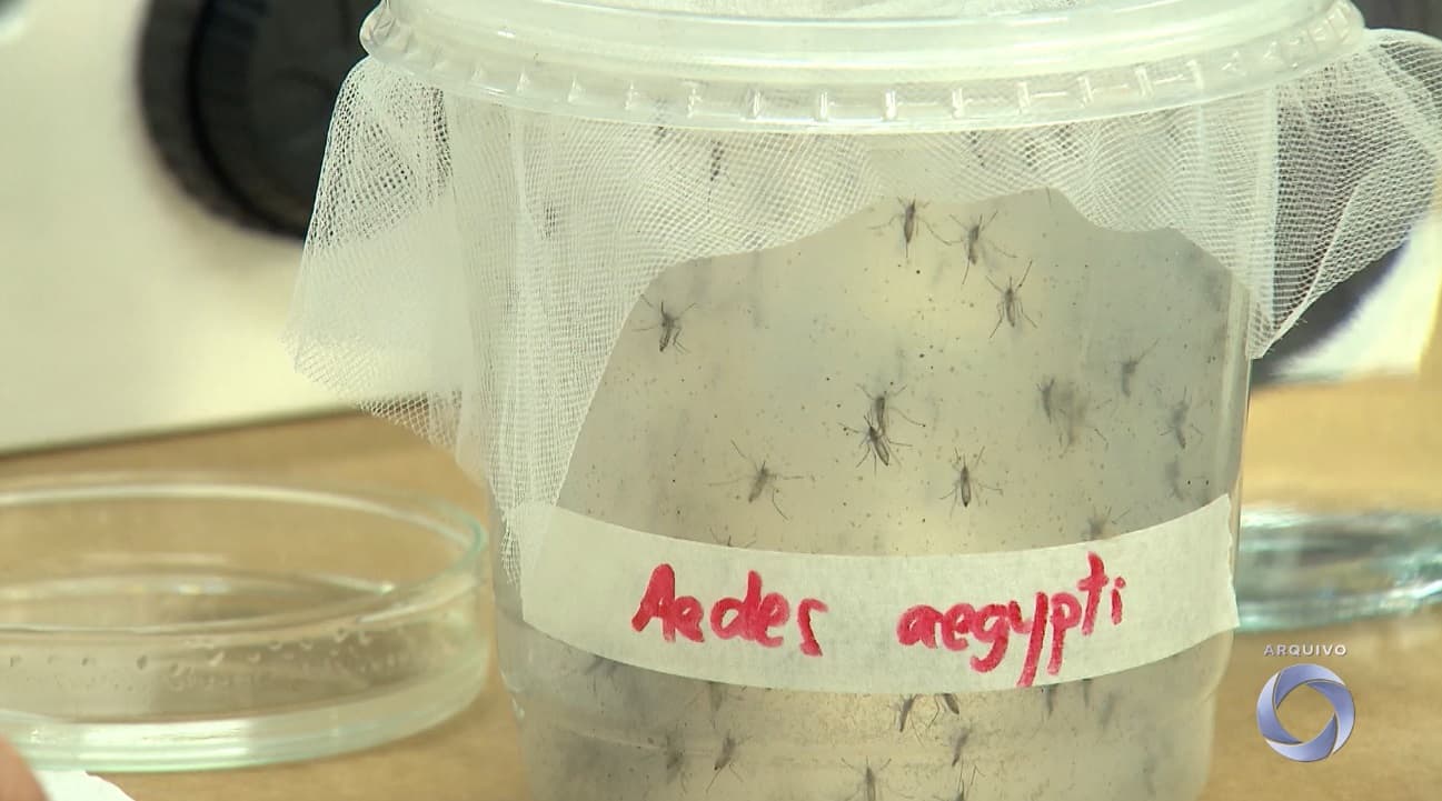 Sorotipo 3 da dengue volta a circular e reacende alerta para prevenção