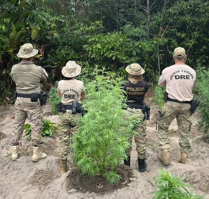 PF destrói 300 mil plantas de maconha no Maranhão