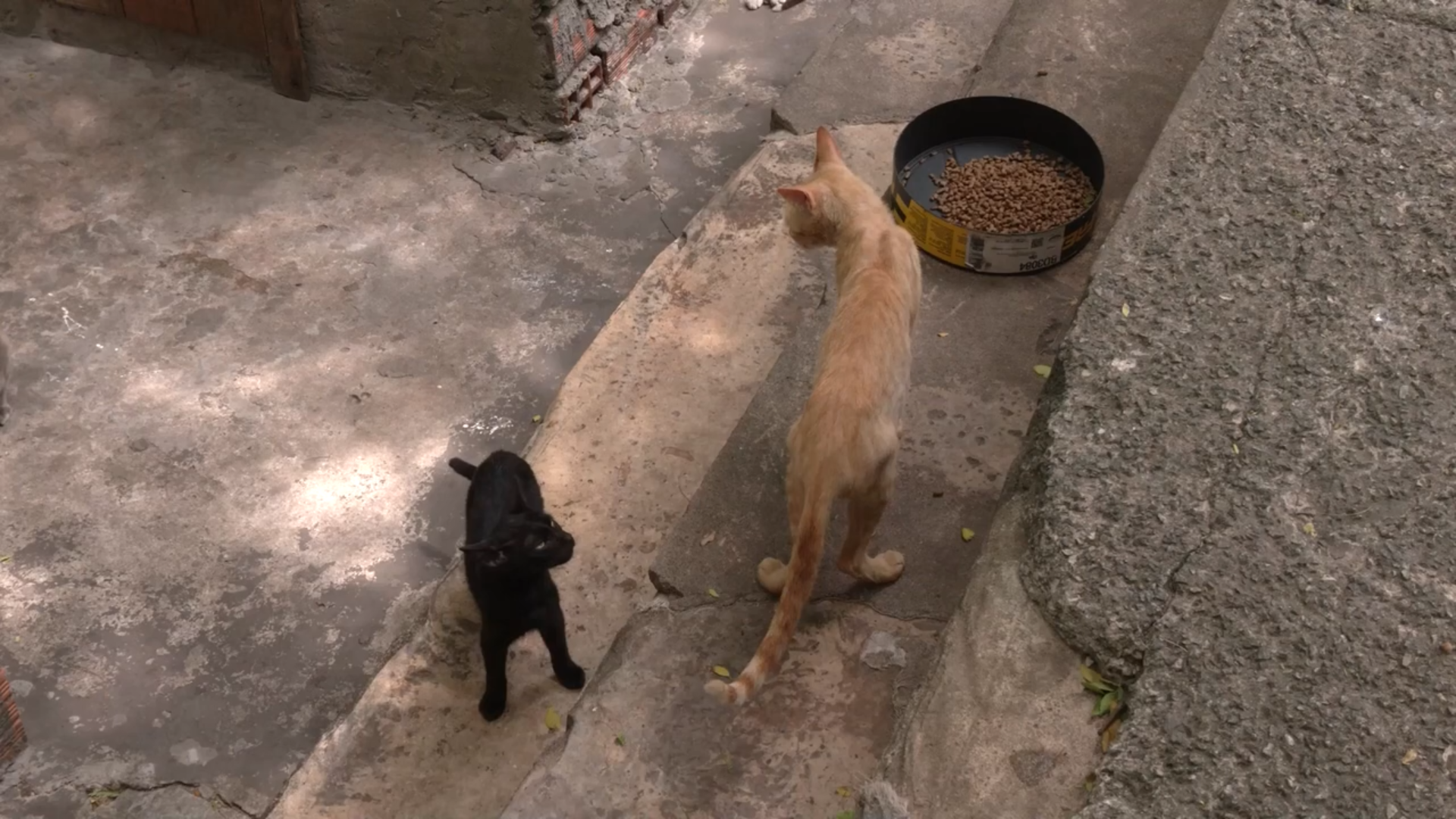 Justiça determina que Prefeitura de São Luís cumpra programa de castração animal