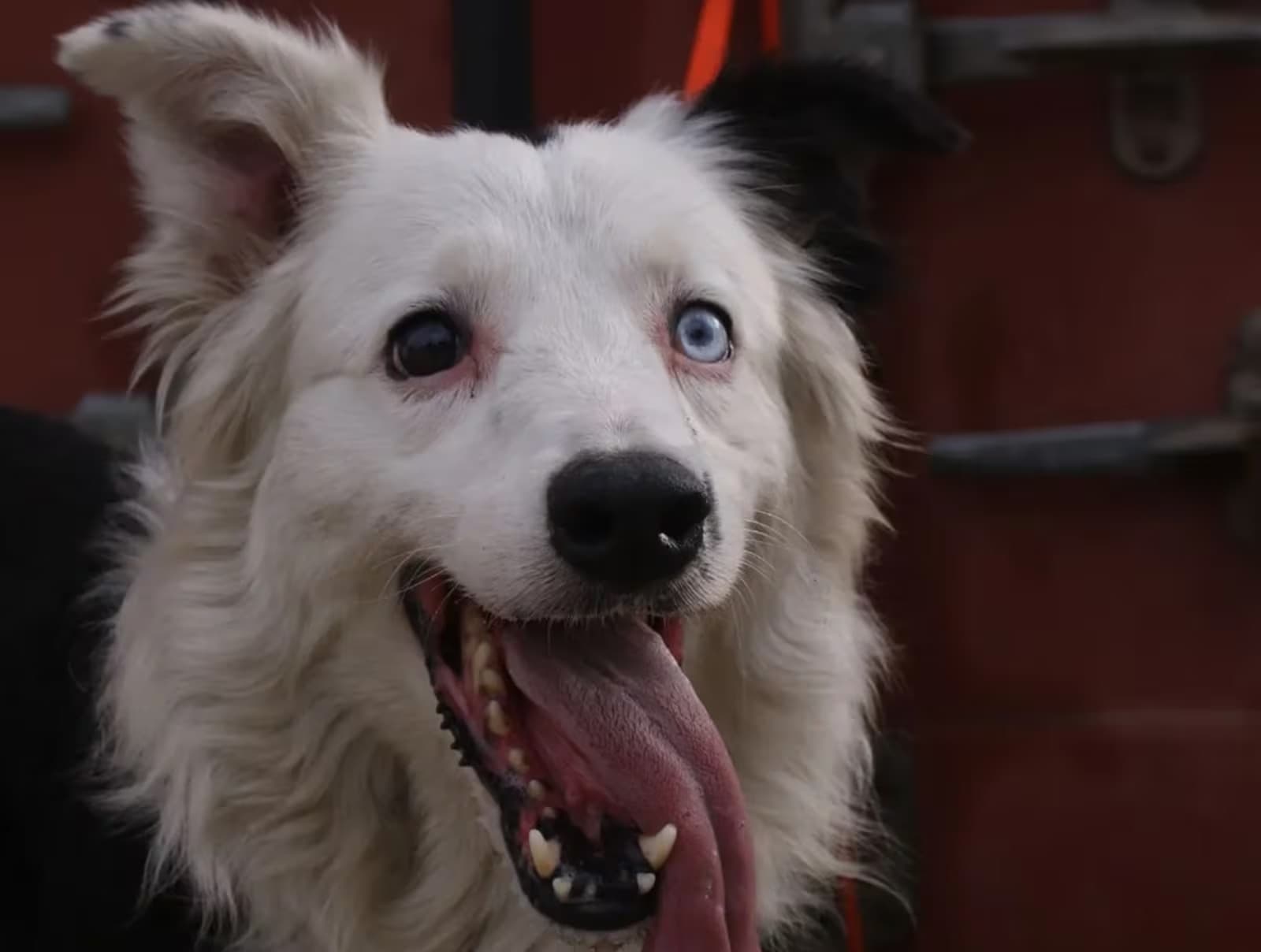 Cachorro que virou herói após terremoto na Venezuela ganha estátua; veja vídeo