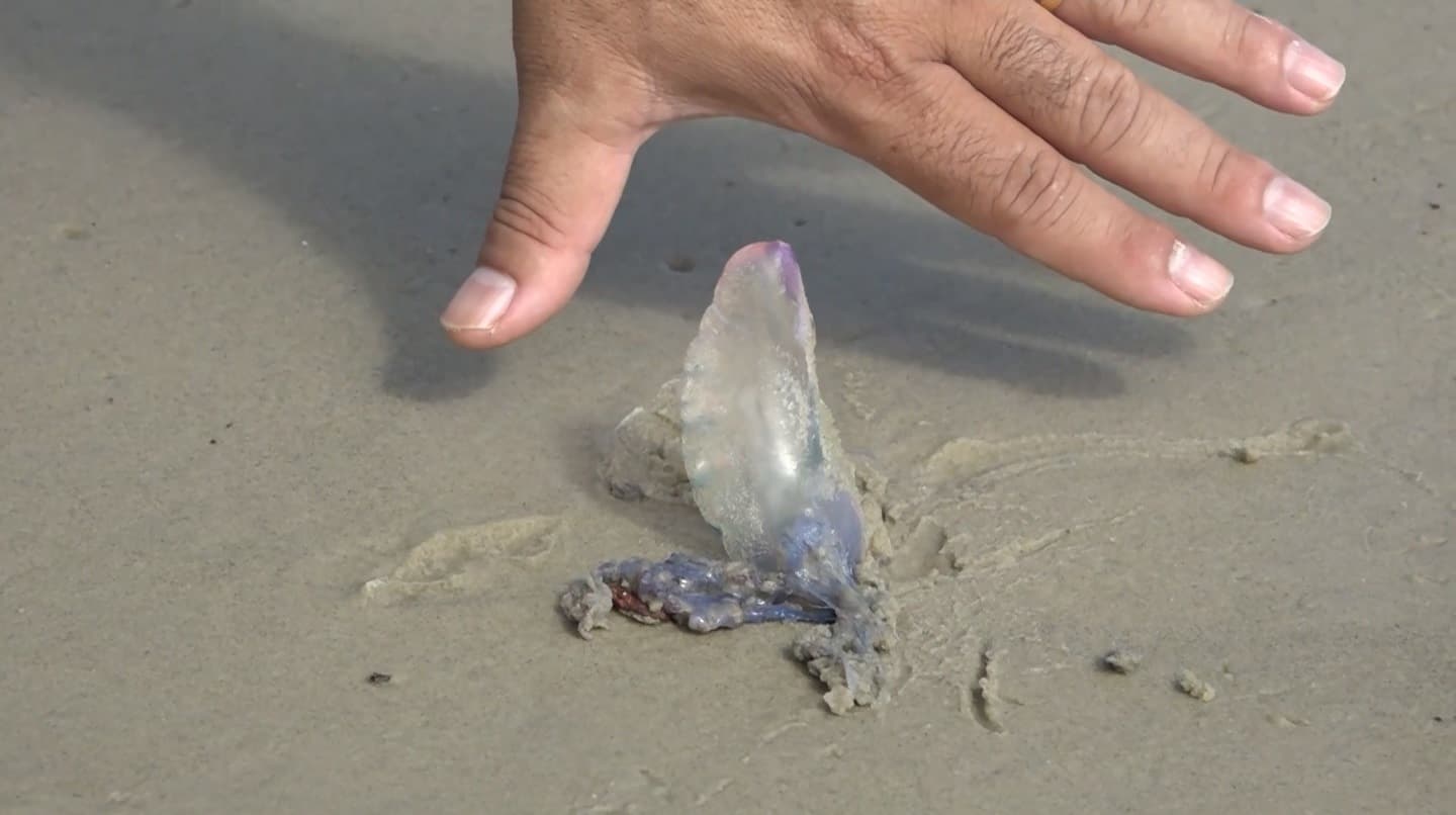 Presença de caravelas-portuguesas aumenta nas praias de São Luís no 2º semestre
