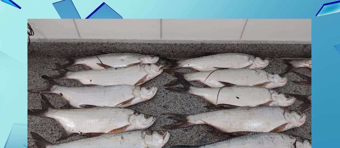 Mais de 300 partículas de microplásticos são encontrados em 46 peixes pescados na Lagoa da Jansen