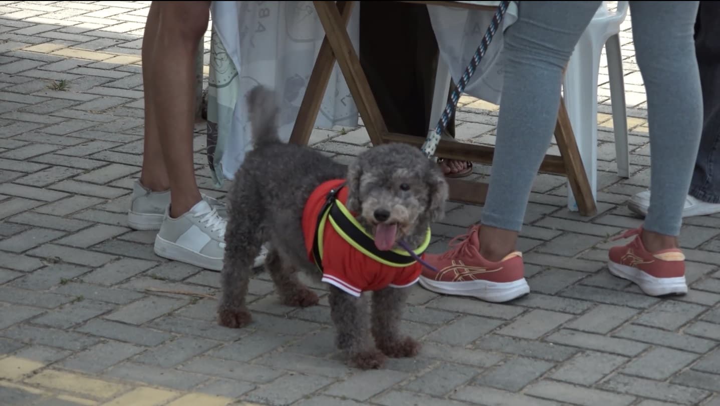 Salvatore Pet celebra aniversário de 5 anos com “Petnique” no Parque do Rangedor